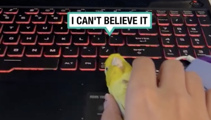 L’incredibile risposta del pappagallo giallo 