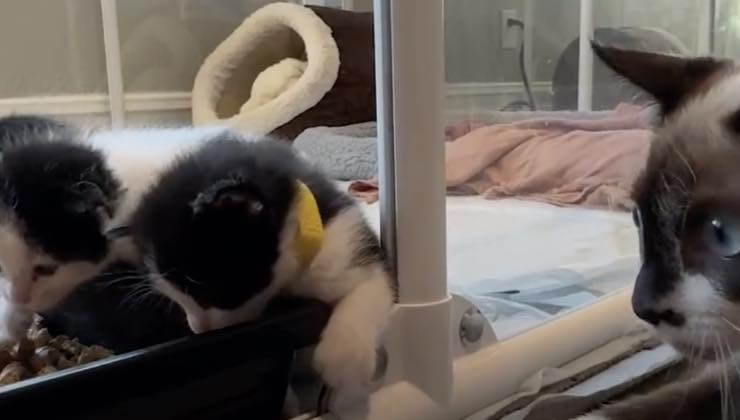 Gatto più grande osserva i cuccioli oltre il vetro 