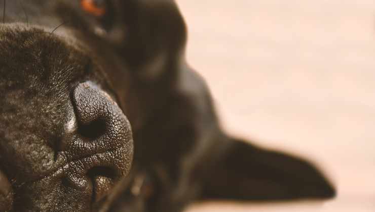 Cane con occhi rossi debilitato sul pavimento 