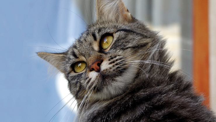 Gatti striato con occhi gialli mostra di stare male 