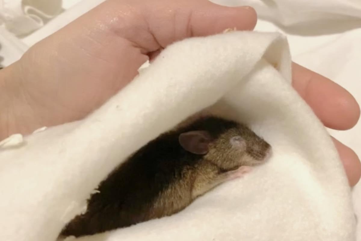 Nonna ghianda avvolta nella coperta bianca