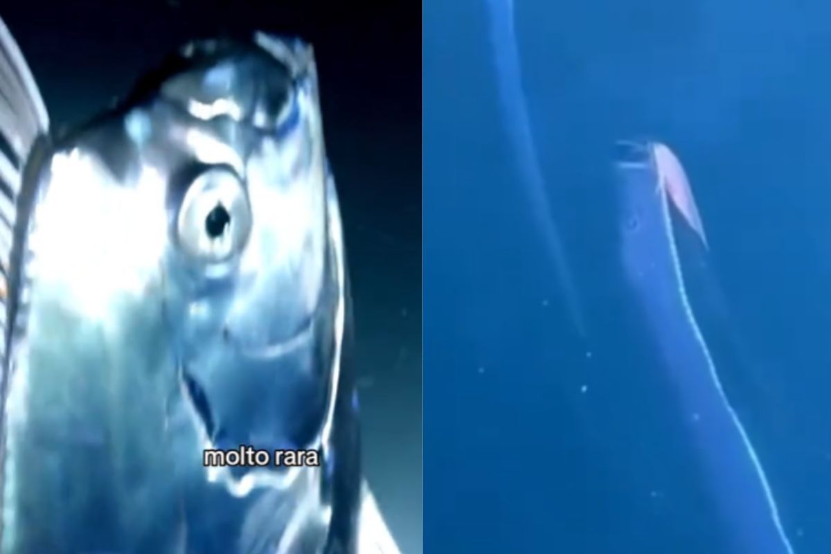Pesce remo