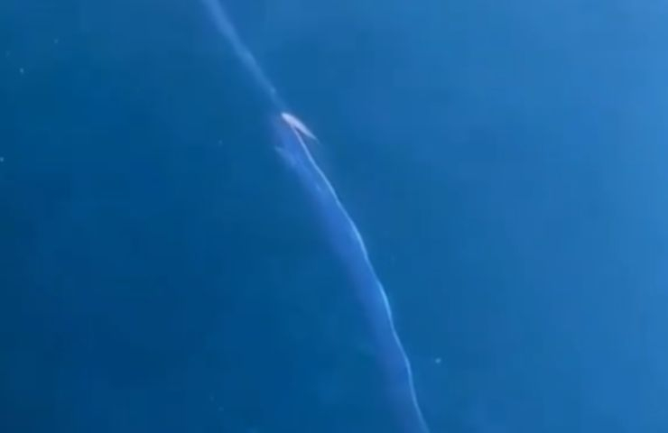 Pesce remo lungo
