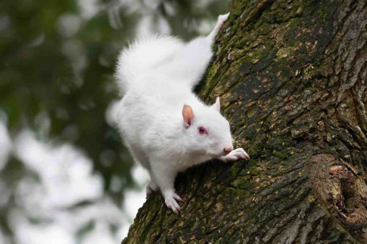 scoiattolo albino