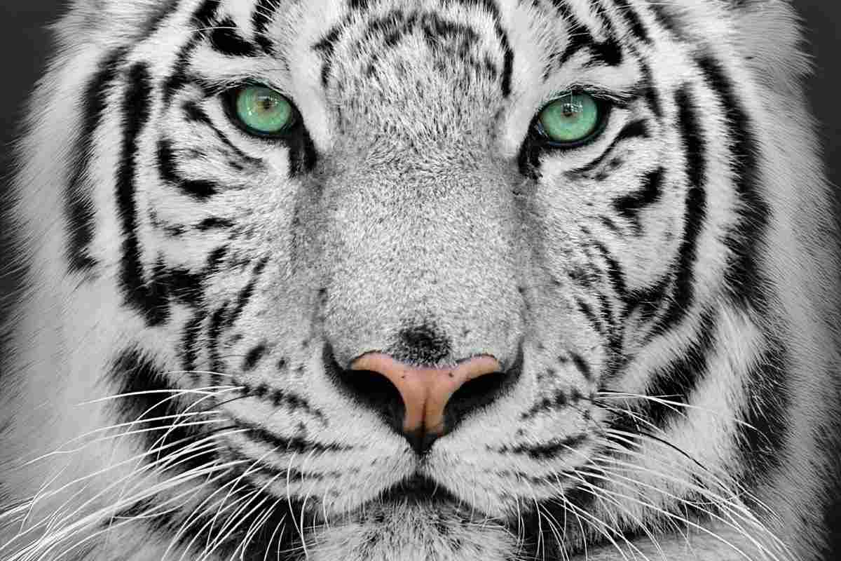 animali albini
