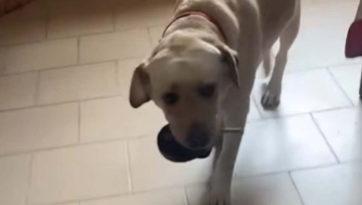labrador