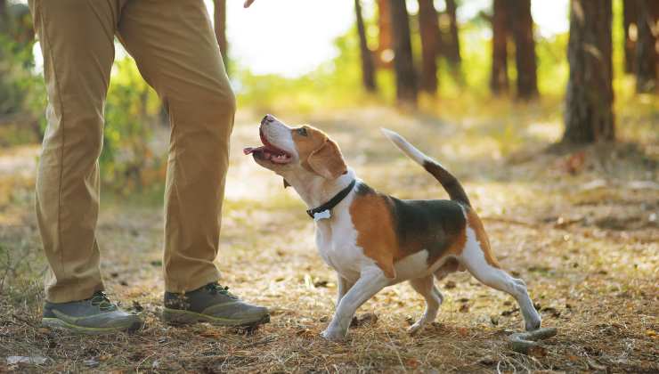 Cane e pet mate nel bosco