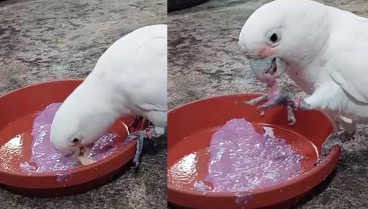 il cacatua mangia la pasta
