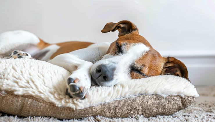 cane sulla sua cuccia