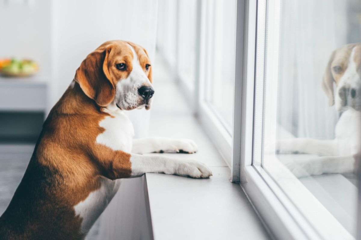 tempo cani 