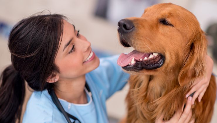 cane con veterinaria