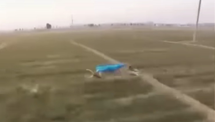 cane corre