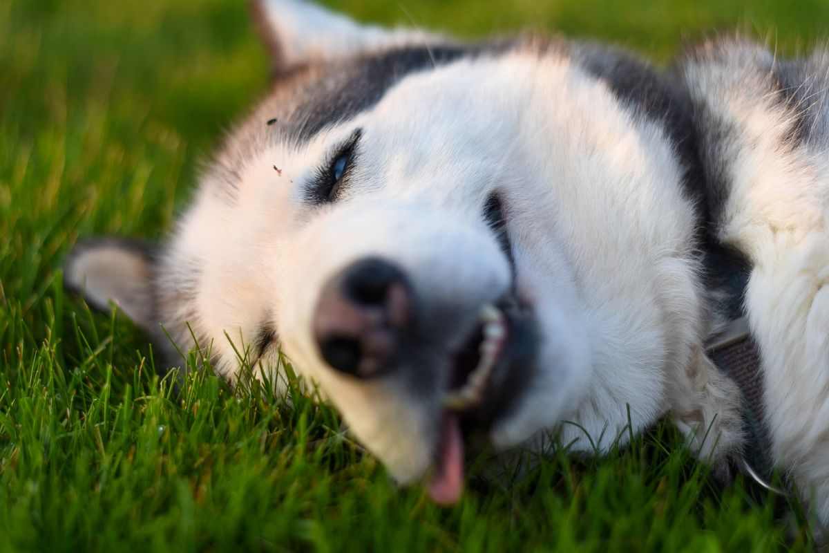 cane goffo motivo