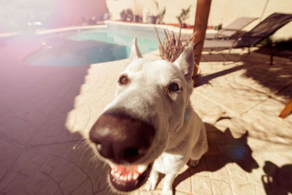 cane goffo perché