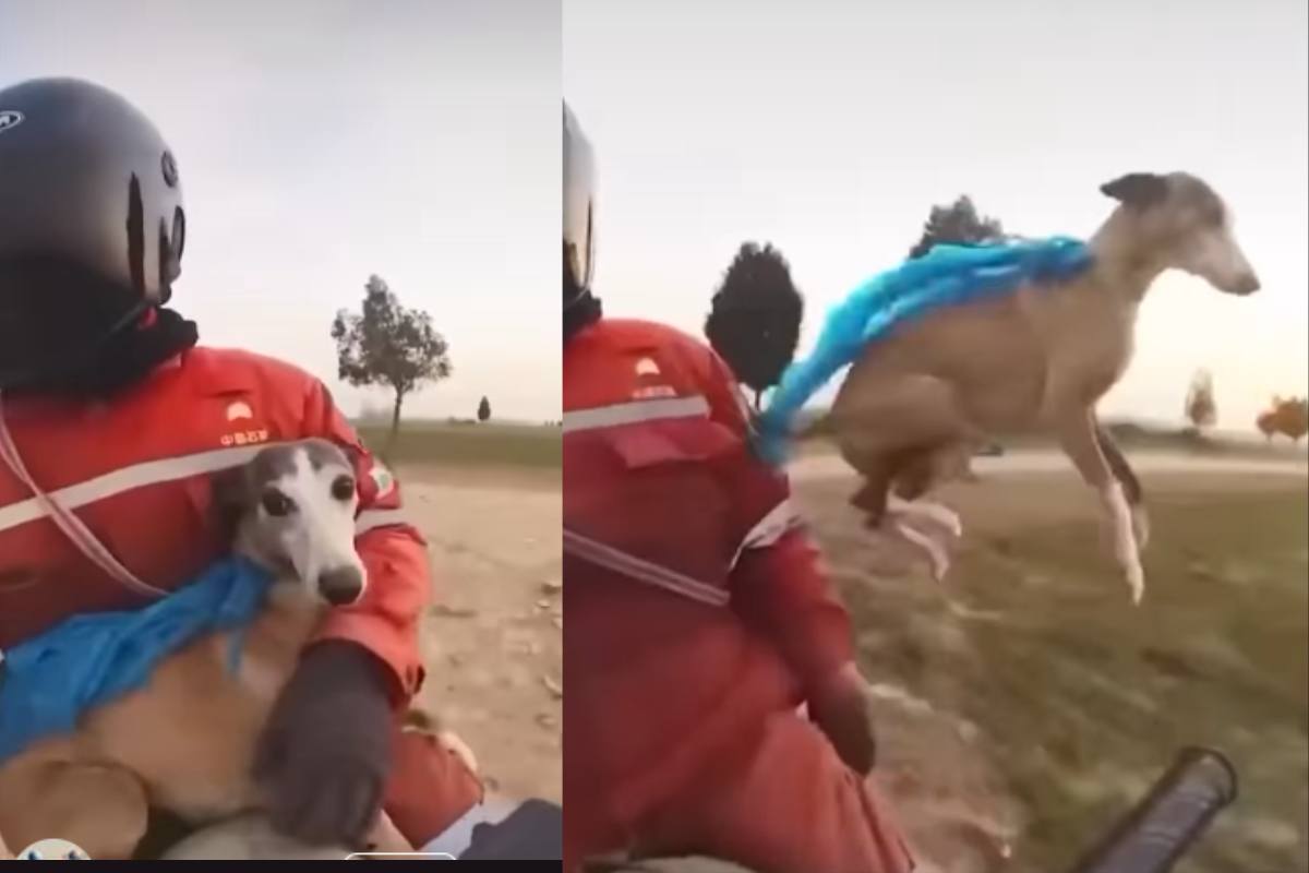 cane in moto