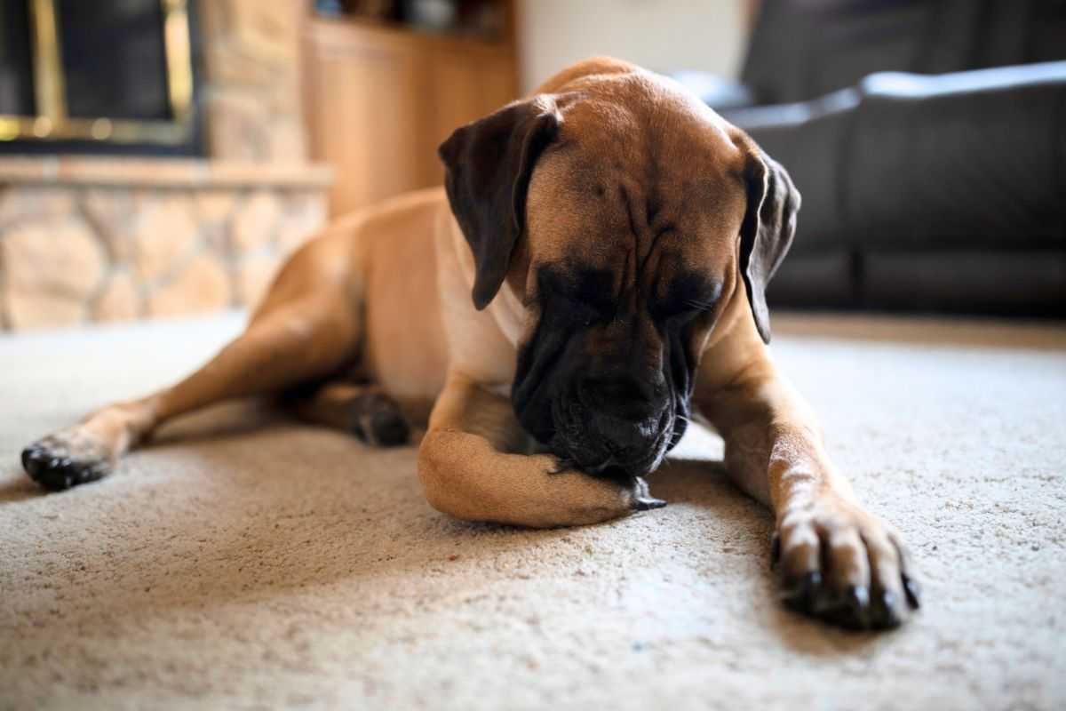 cane mangia unghie