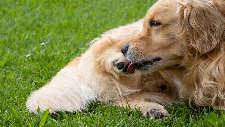 cane nel prato