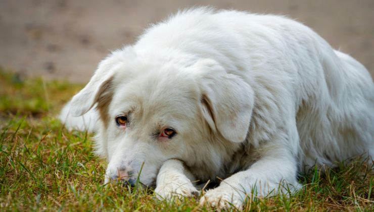 cane pastore maremmano
