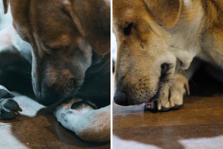 cane lecca la zampa