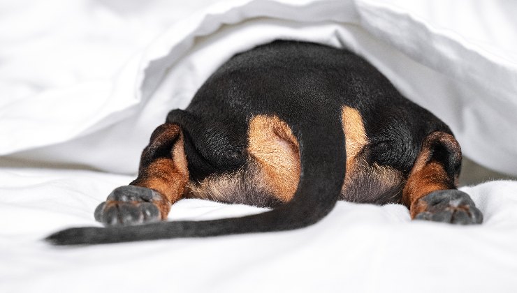cane che si nasconde sotto il letto