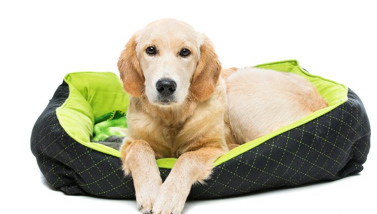 cuscino per cani