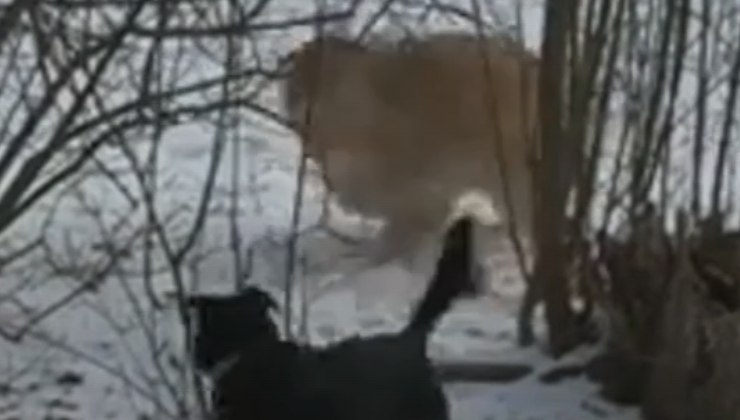 i cani giocano nella neve