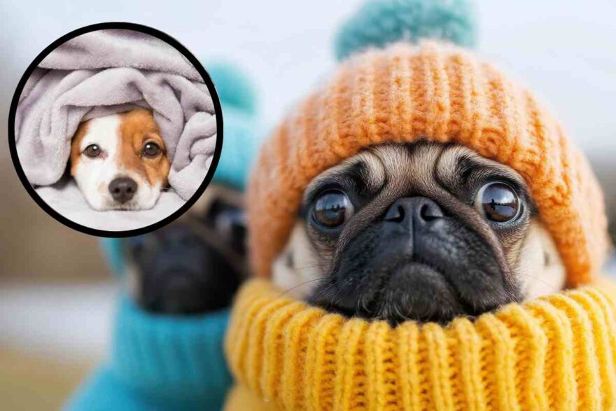 cani al freddo