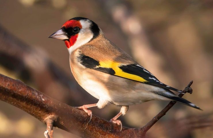 Il cardellino