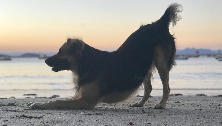 cane inchinato con la coda