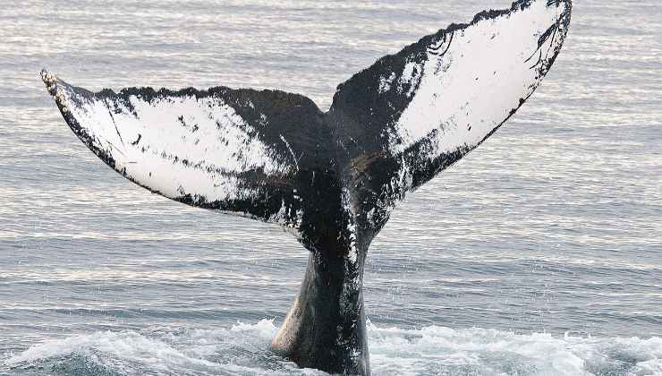 coda della balena