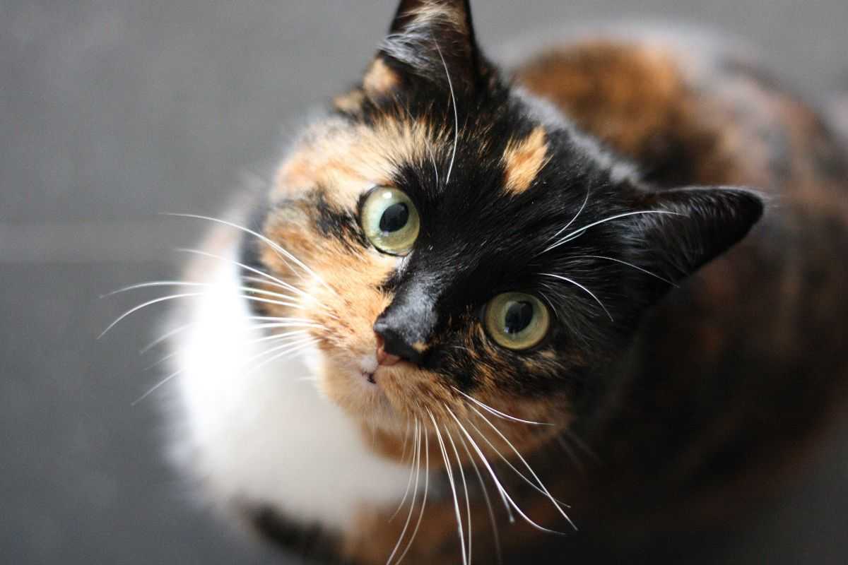 pelo gatto