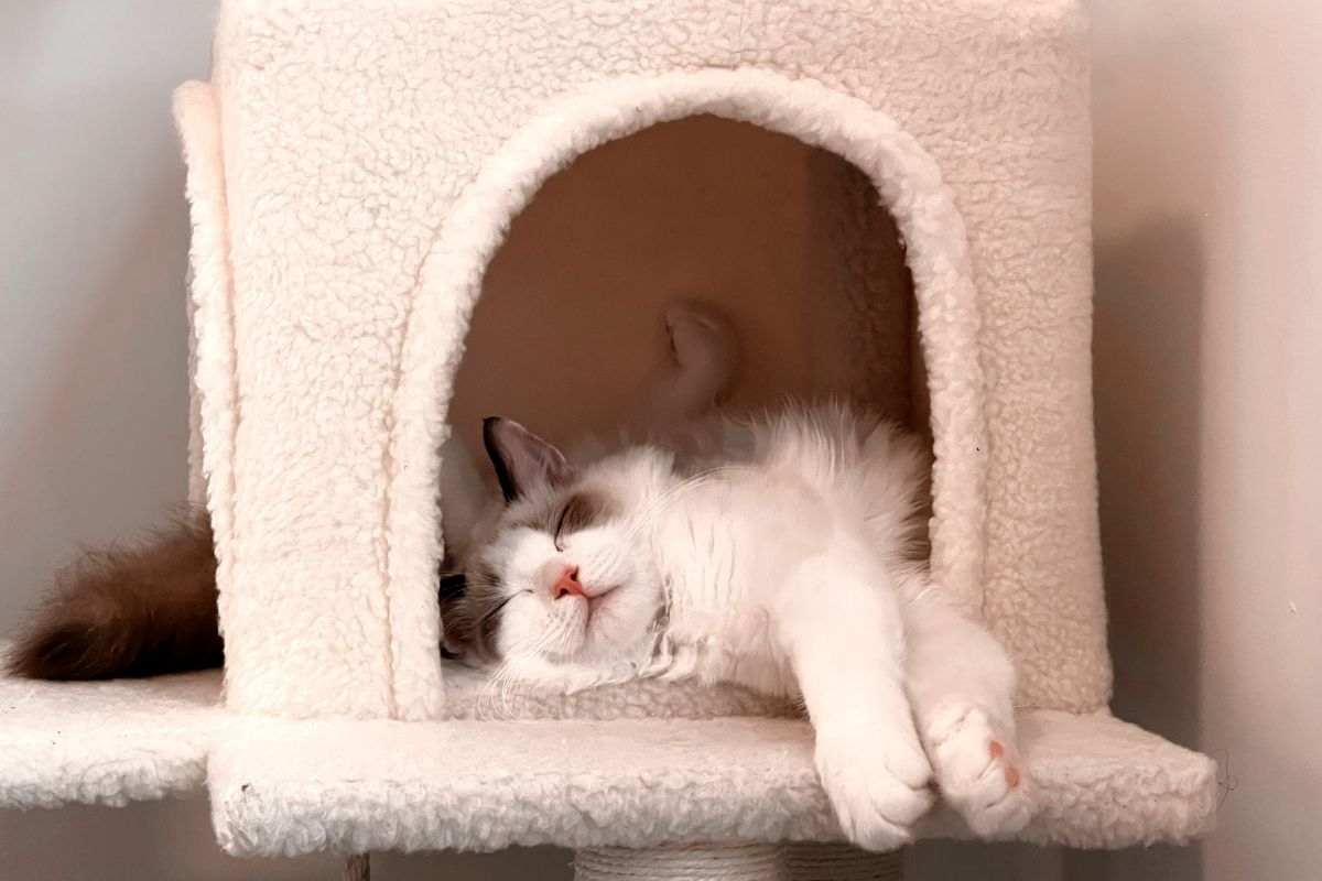 gatto accoglienza