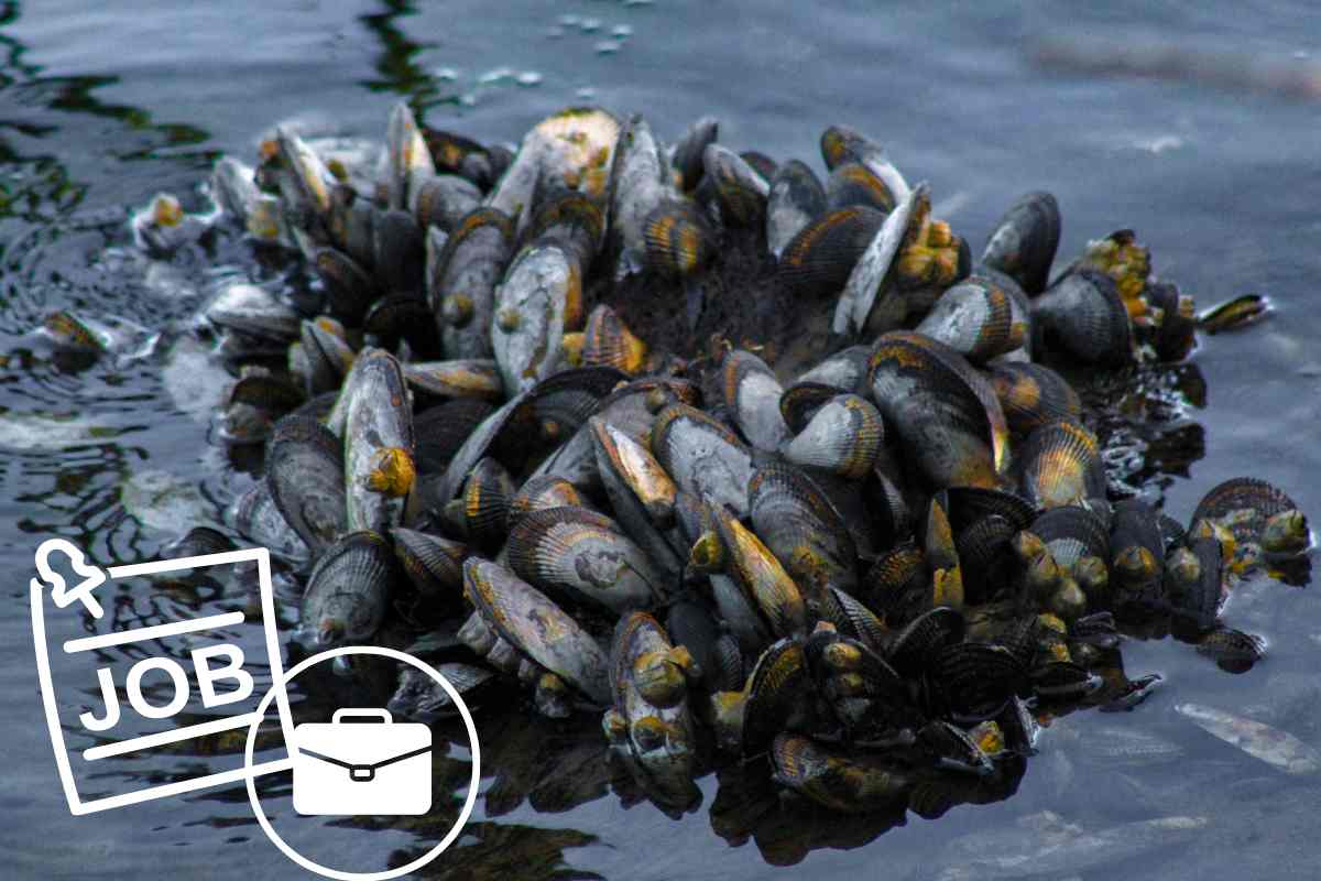 cozze al lavoro