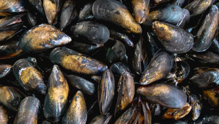 cozze