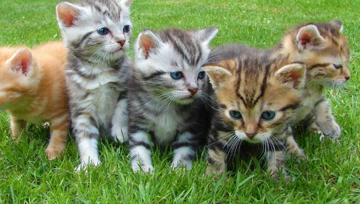 cuccioli di gatto
