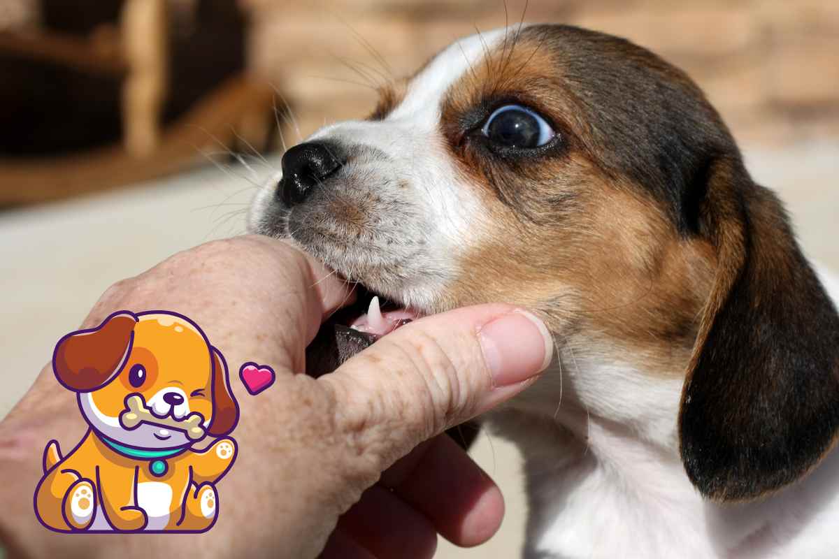 cucciolo di cane morde
