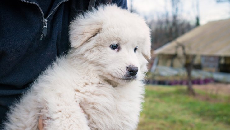 cucciolo di cane pastore maremmano
