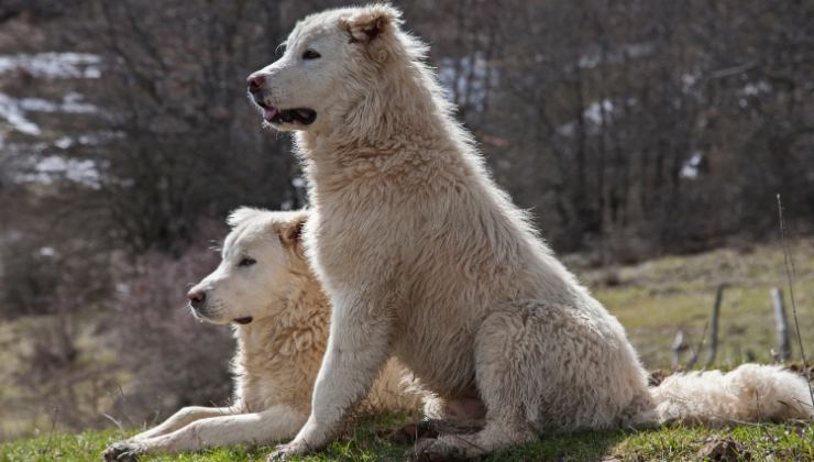 due cani pastore maremmano