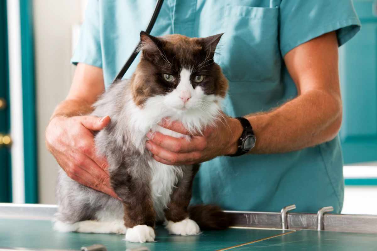 farmaco gatti fip