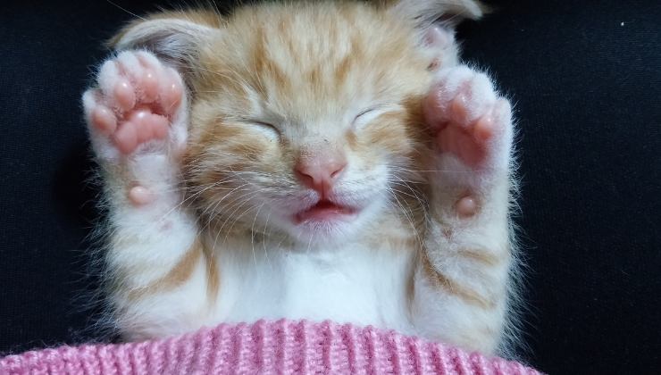 gatto dorme