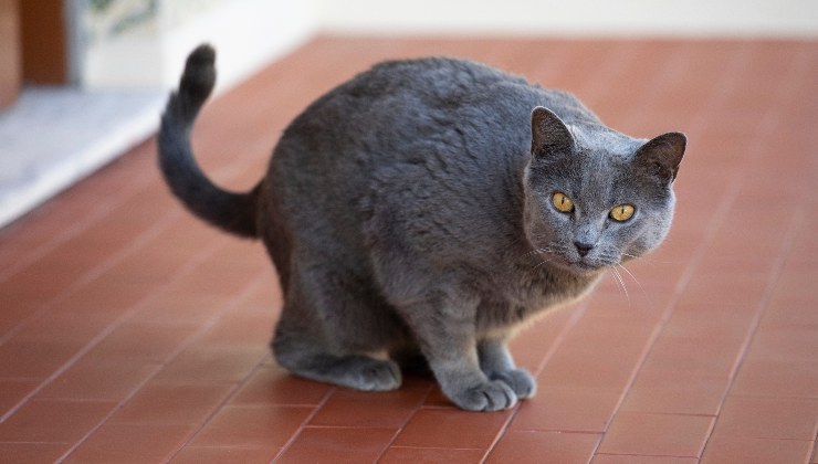 gatto spaventato