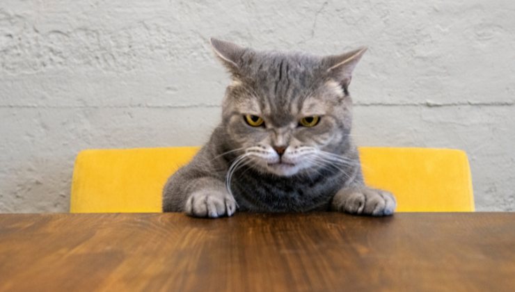 gatto arrabbiato