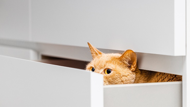 gatto nascosto