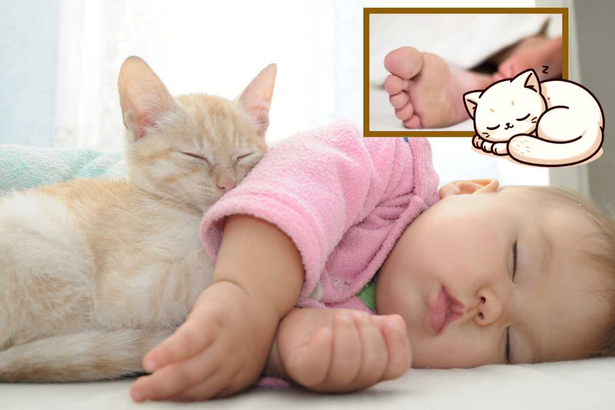 gatto dorme ai piedi dei suoi umani
