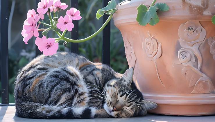 gatto dorme
