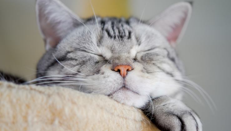 gatto dorme