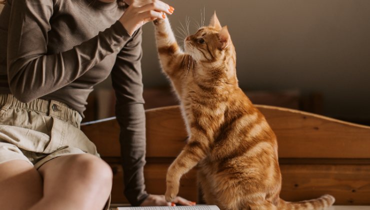 gatto e umana
