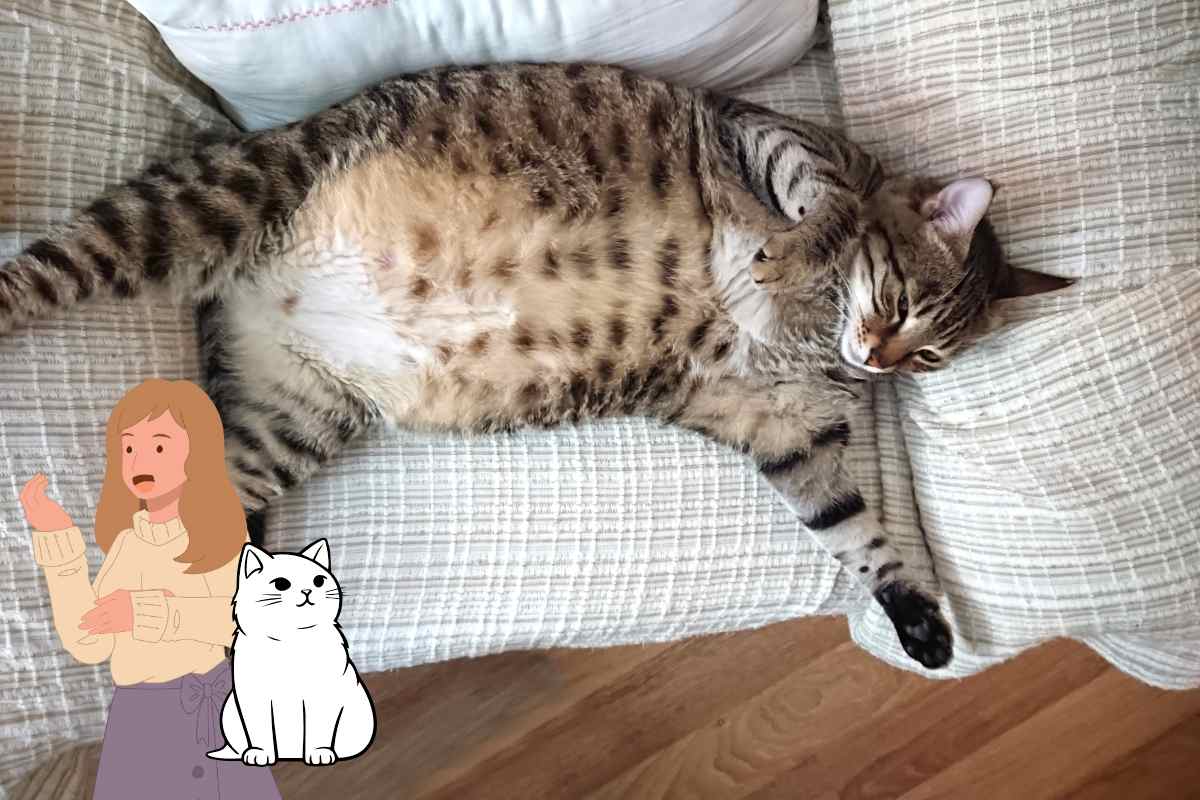 gatto ignora gli umani