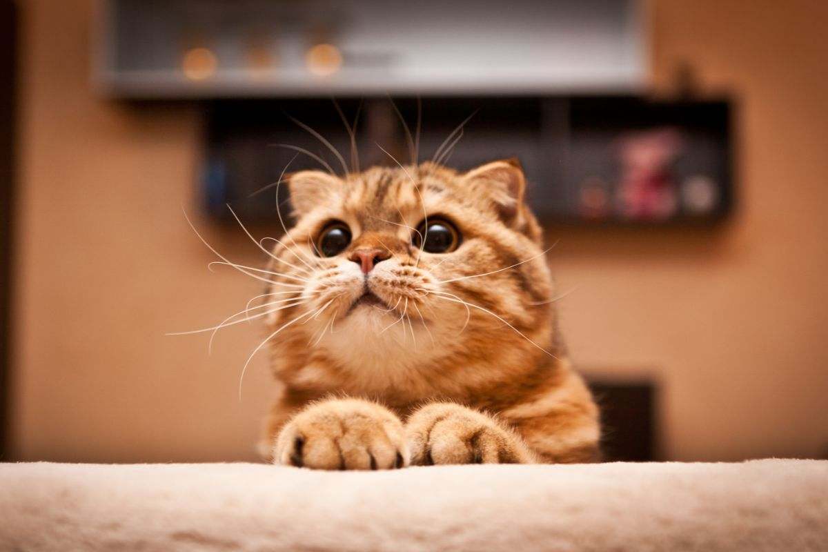 gatto nuovo