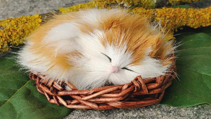 gatto che dorme